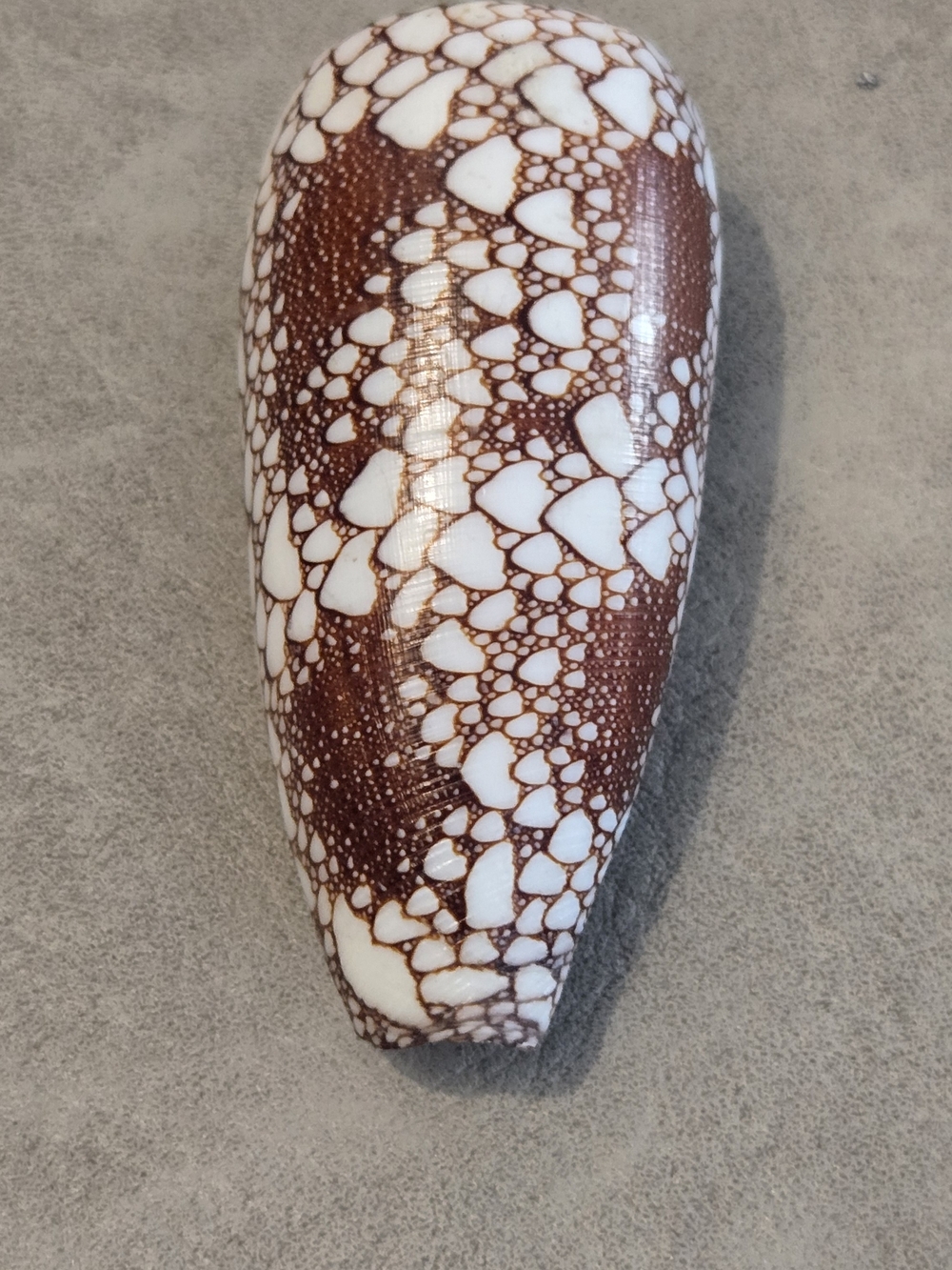 🐚 Scaled Cone Shell Conus sp. CNE Collection Collector Display